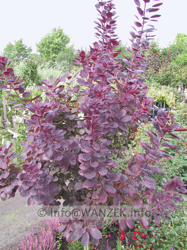 Cotinus coggygria Royal Purple - Stamm.jpg